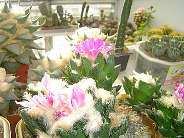 Ariocarpus bravoanus