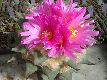 Ariocarpus confusus