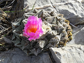 Ariocarpus fissuratus Cuatro Cienegas, foto ing Pavel Tma