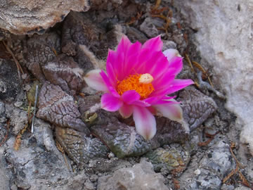 Ariocarpus fissuratus zp. Ocampo, foto ing Pavel Tma