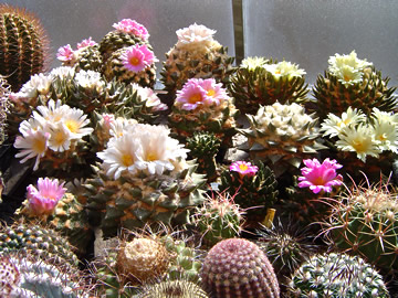 Ariocarpus flowering groupe