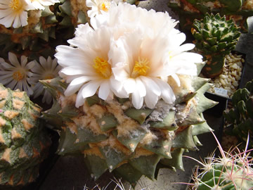 Ariocarpus furfuraceus