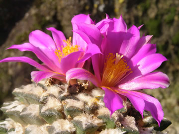 Ariocarpus kotschoubeyanus foto JP