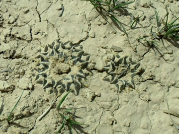 Ariocarpus kotschoubeyanus km 24 sev Vanegas, SLP, foto ing Pavel Tma