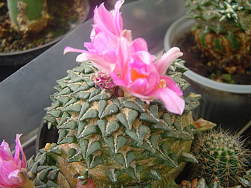 Ariocarpus kotschoubeyanus macdowellii SB