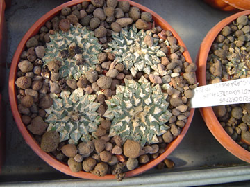 Ariocarpus kotschoubeyanus sladkovskyi