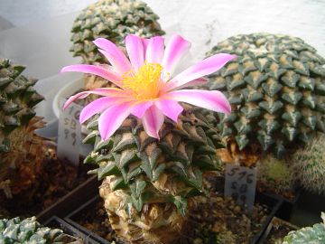 Ariocarpus kotschoubeyanus v macdowellii