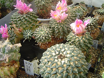 Ariocarpus kotschoubeyanus v macdowellii