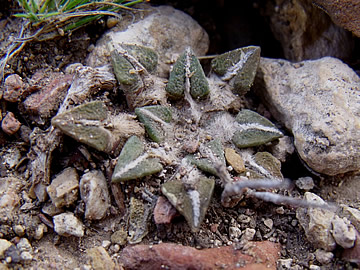 Ariocarpus kotschoubeyanus var elephantidens, Presa Zimapan - Vista Hermosa, Qro, foto ing Pavel Tma