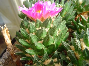 Ariocarpus scapharostrus