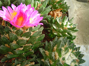 Ariocarpus scapharostrus skupina