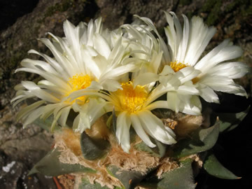 Ariocarpus trigonus II foto JP