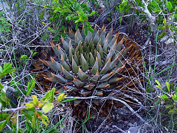 Ariocarpus trigonus Lucio Blanco, NL foto ing Pavel Tma