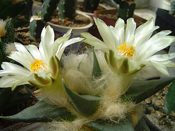 Ariocarpus trigonus elongatus