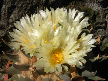 Ariocarpus trigonus foto JP