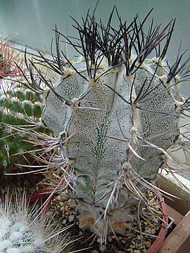 Astrophytum niveum