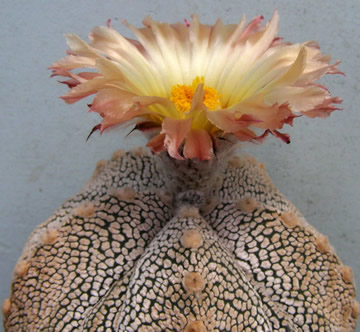 Astrophytum KOKABU foto JP