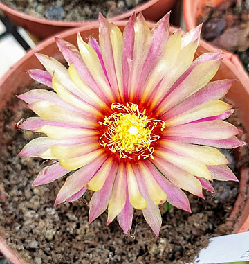 Astrophytum asterias cultivar v Izraeli