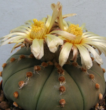 Astrophytum asterias nudum, foto JP