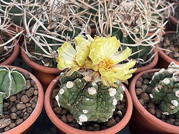 Astrophytum