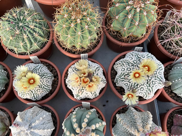 Astrophytum