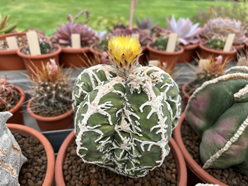 Astrophytum