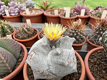 Astrophytum