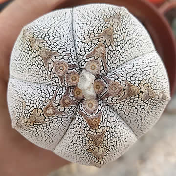 Astrophytum cv IZR