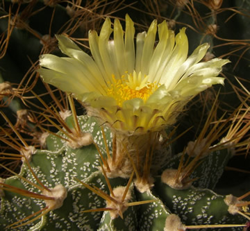 Astrophytum ornatum virens foto a sb Ji Peat