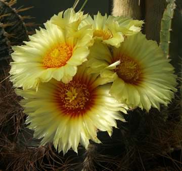 Astrophytum senile foto a sb Ji Peat