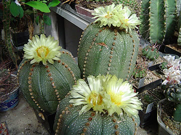 Astrophytum asterias