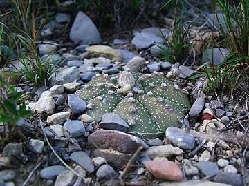 Astrophytum asterias Lucio Blanco, Nuevo Leon, foto ing Pavel Tůma