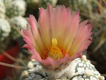 Astrophytum asterias Superkabuto, foto JP