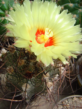 Astrophytum capricorne v minor