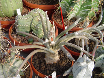 Astrophytum caput-medusae