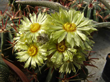 Astrophytum (Digitostigma) caput-medusae foto JP