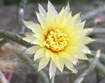 Astrophytum (Digitostigma) caput-medusae foto JP