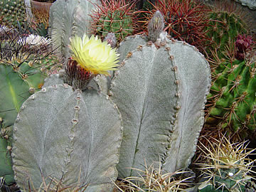 Astrophytum coahuilense