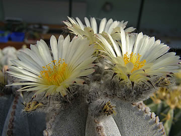 Astrophytum columnare, foto JP