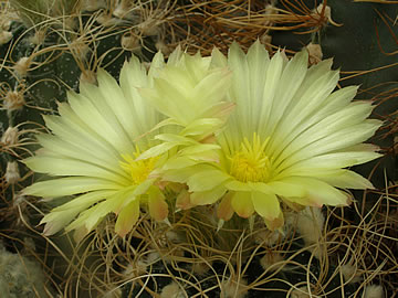 Astrophytum crassispinoides, foto JP