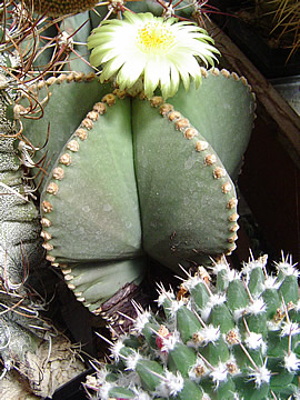 Astrophytum mariostigma nudum