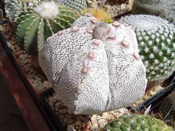Astrophytum myriostigma Onzuko