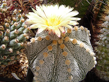 Astrophytum myriostigma Onzuko