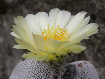 Astrophytum myriostigma Onzuko, foto JP