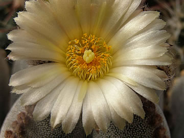 Astrophytum myriostigma quadricostatum, foto JP