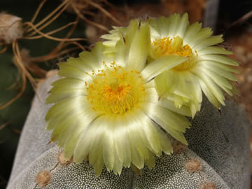 Astrophytum myriostigma v quadricostatum, foto JP