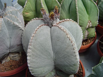 Astrophytum myriostigma strongylogonum