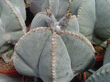 Astrophytum myriostigma strongylogonum