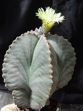 Astrophytum myriostigma strongylogonum SB 1167