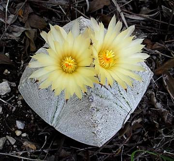 Astrophytum myriostigma var jaumavense Los Ebanos, foto ing Pavel Tma